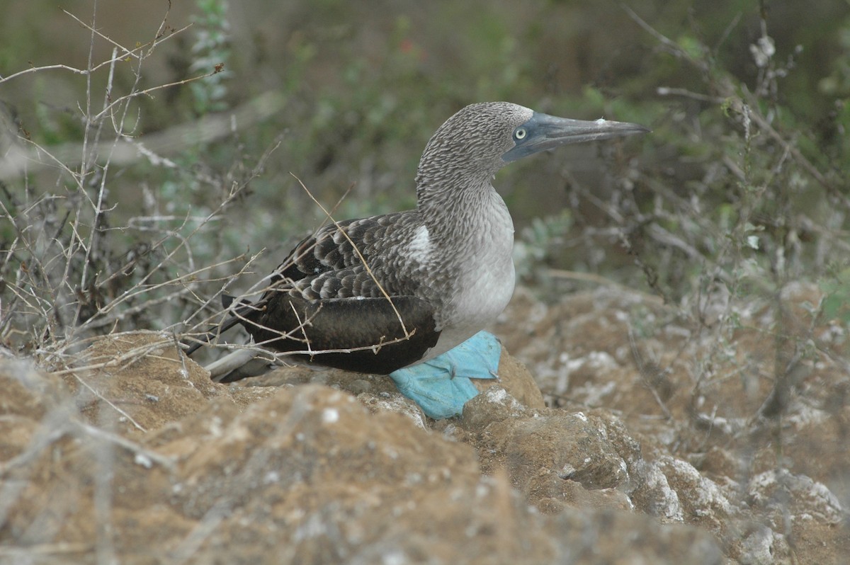 Blue-footed Booby - ML617730088
