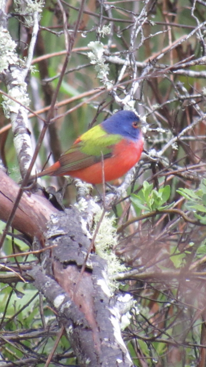 Painted Bunting - ML617730112