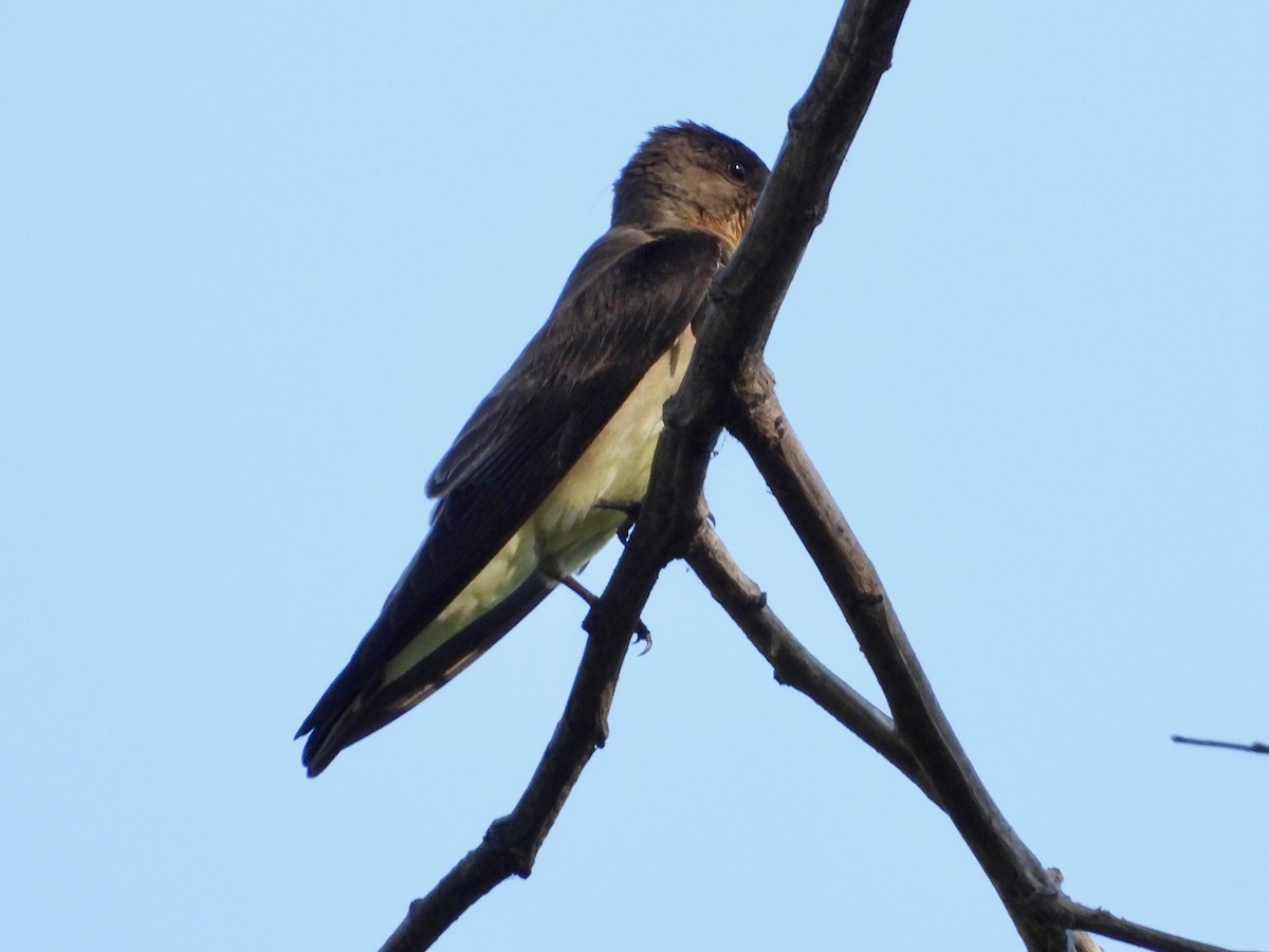 Southern Rough-winged Swallow - Jeanette Frazier