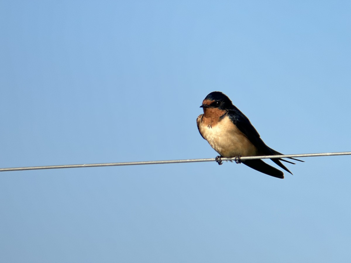 Barn Swallow - ML617730178