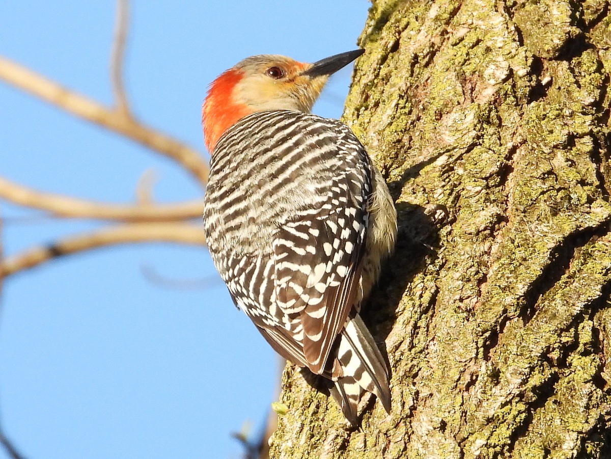 Red-bellied Woodpecker - ML617730185
