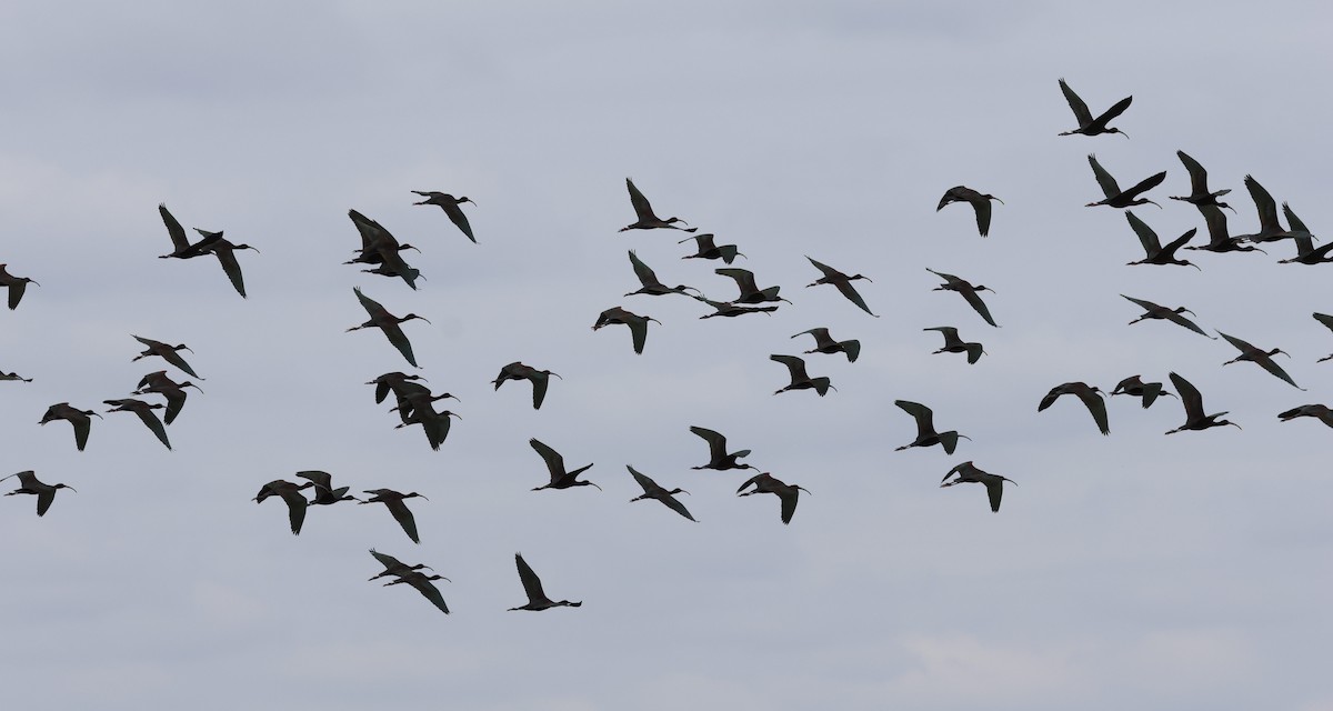 ibis americký - ML617730211