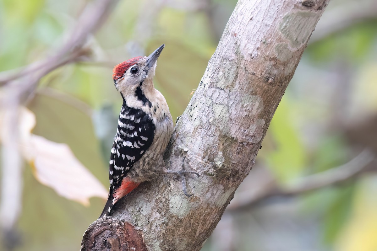 Fulvous-breasted Woodpecker - ML617730252