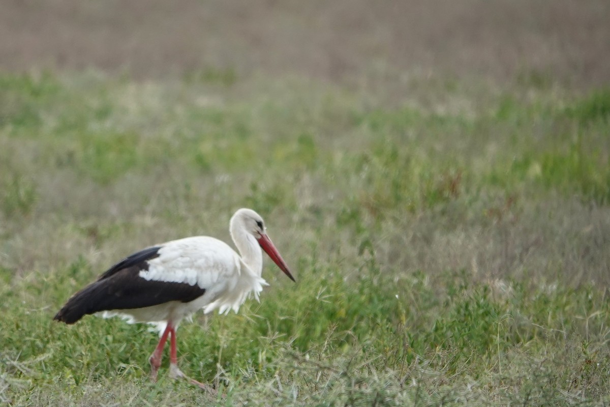 White Stork - ML617730284