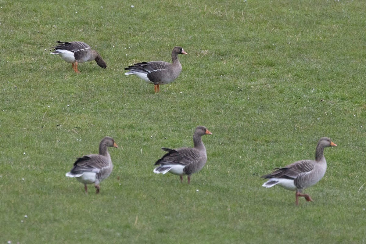 Greater White-fronted Goose - ML617730295