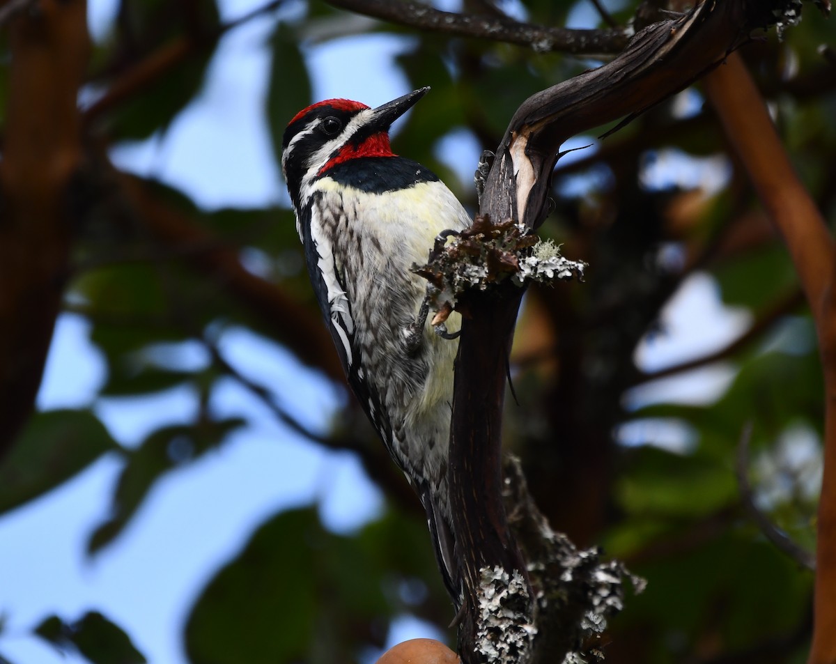 Red-naped Sapsucker - Andrew Jacobs