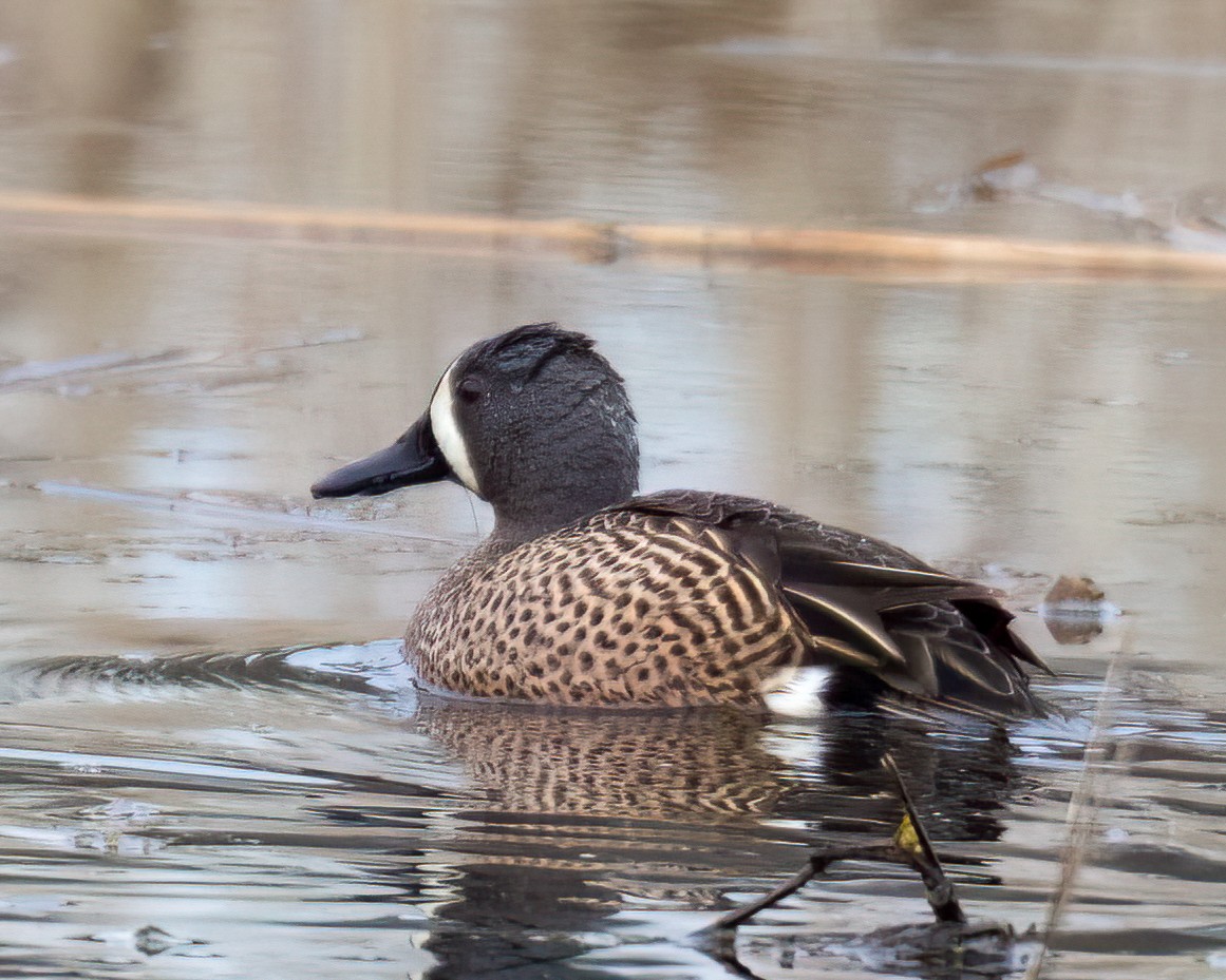 Blue-winged Teal - ML617730351