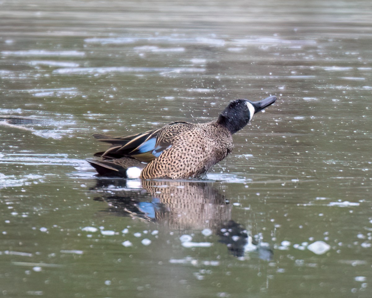 Blue-winged Teal - ML617730352