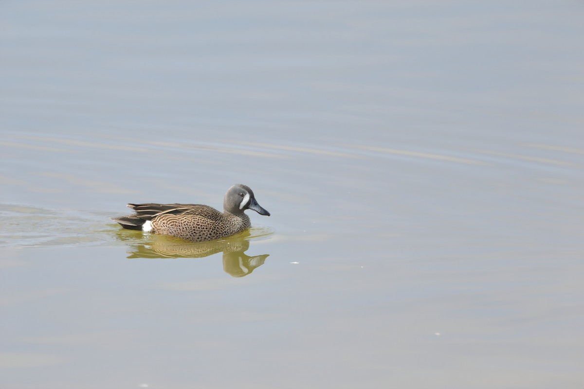 Blue-winged Teal - ML617730398