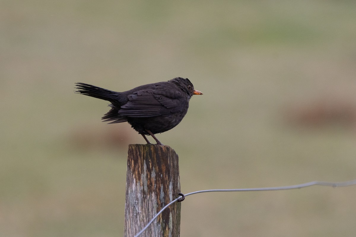 Eurasian Blackbird - ML617730443