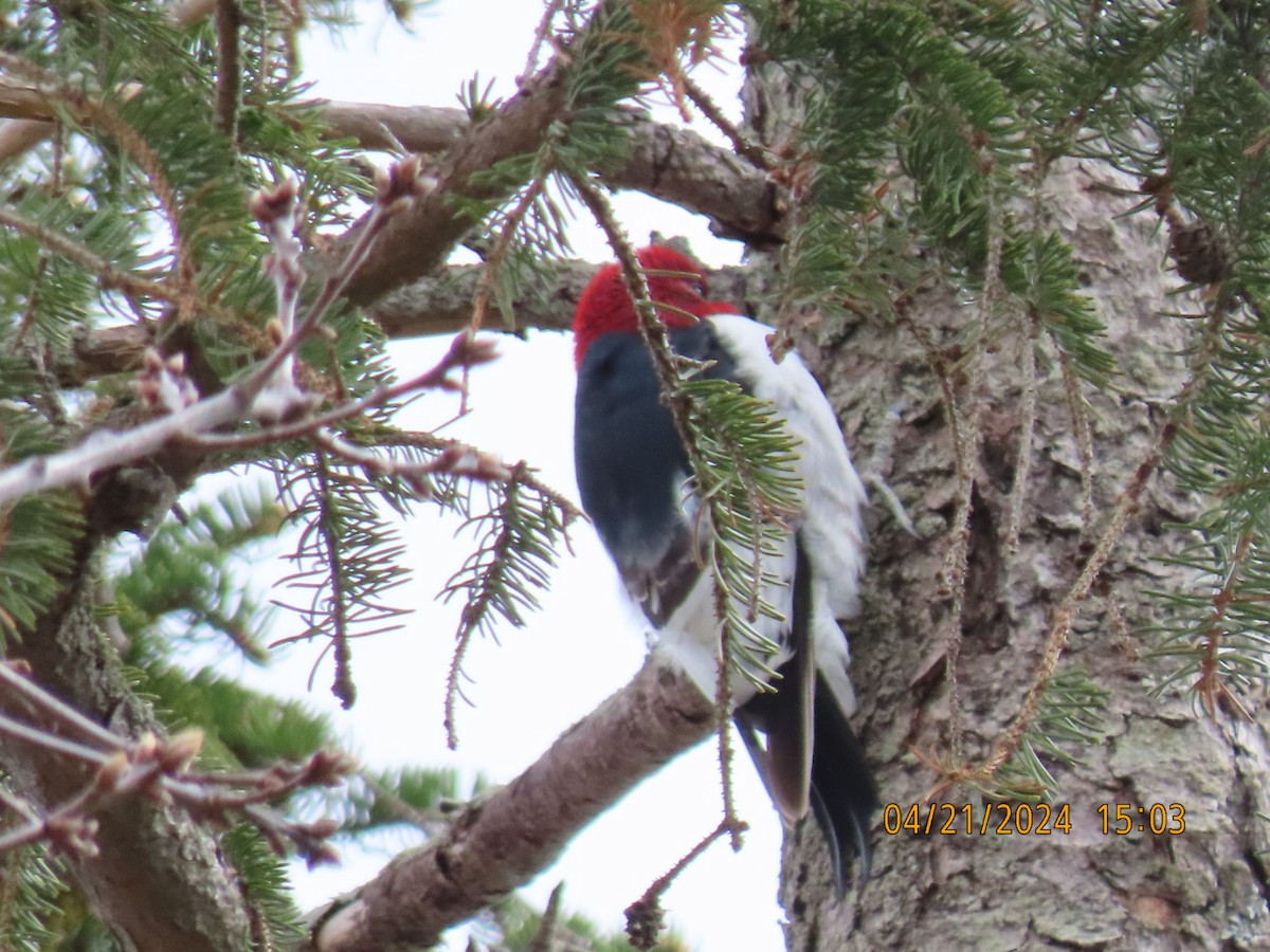 Red-headed Woodpecker - Barry Southard