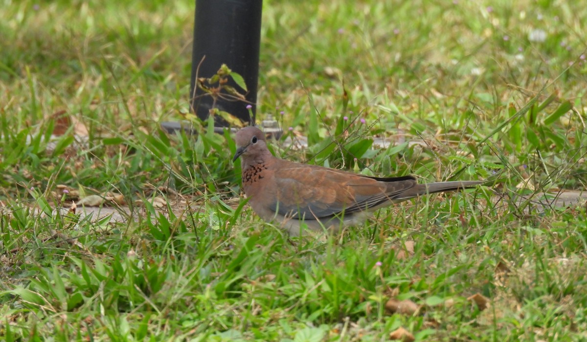 Laughing Dove - ML617730492