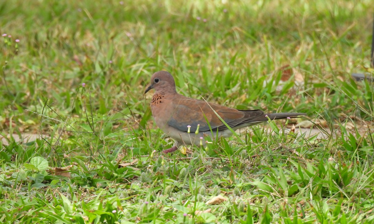 Laughing Dove - ML617730493