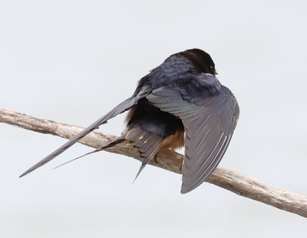 Barn Swallow - ML617730592