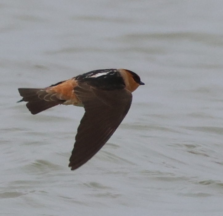 Cave Swallow - ML617730613