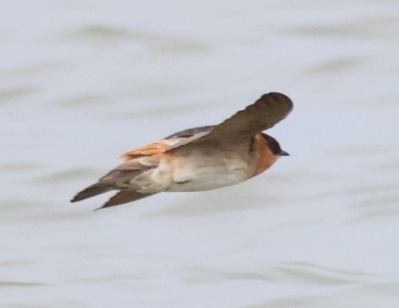 Cave Swallow - ML617730614
