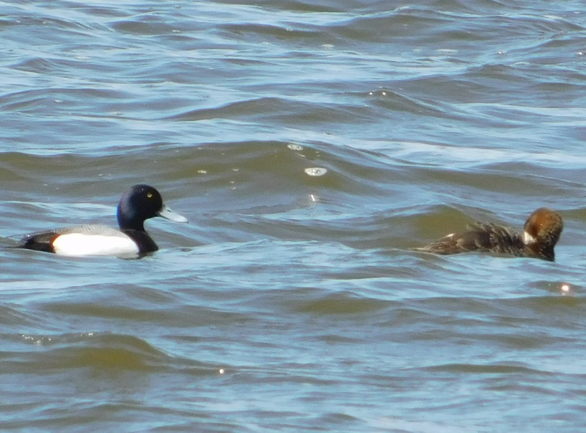 Greater Scaup - ML617730621