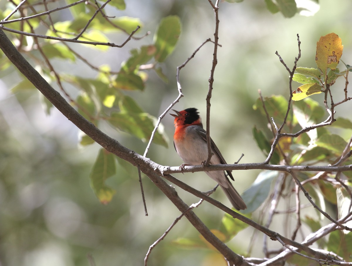 Red-faced Warbler - Mary Backus