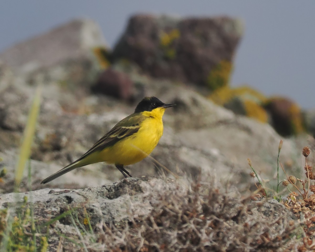Western Yellow Wagtail - Andrew Whitehouse