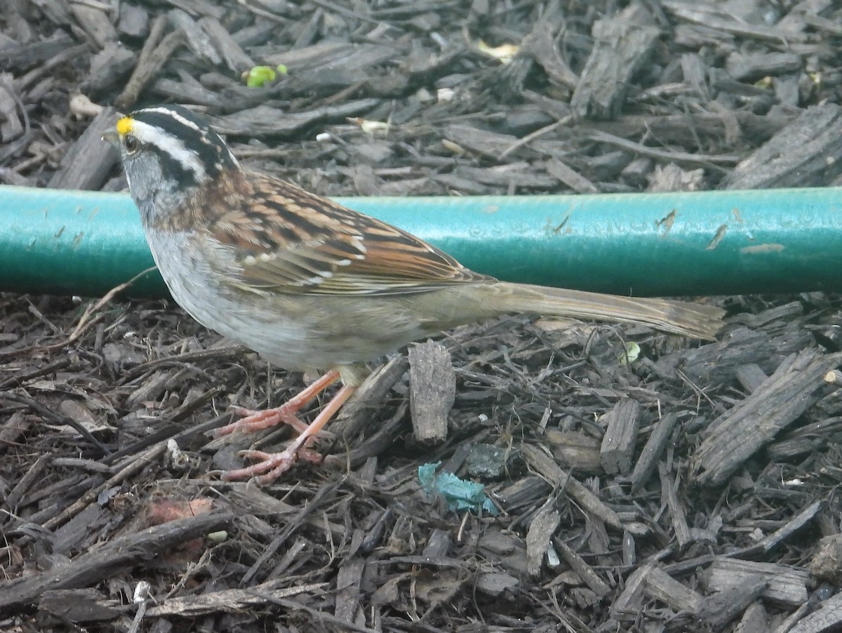 White-throated Sparrow - ML617730661