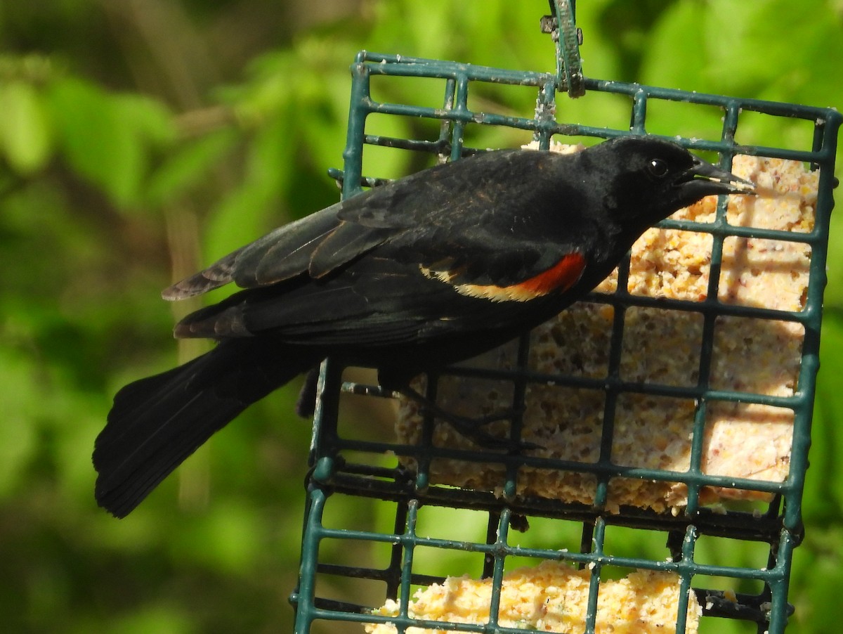 Red-winged Blackbird - ML617730674