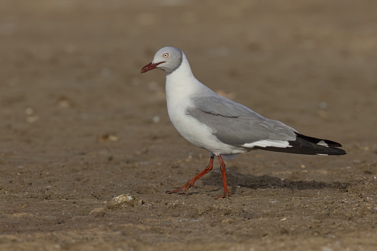 Gray-hooded Gull - Marco Valentini