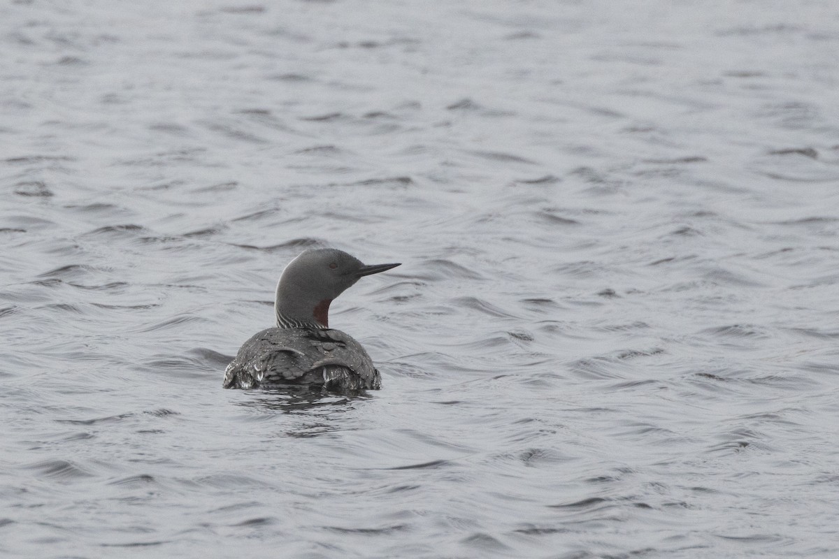 Red-throated Loon - ML617730742