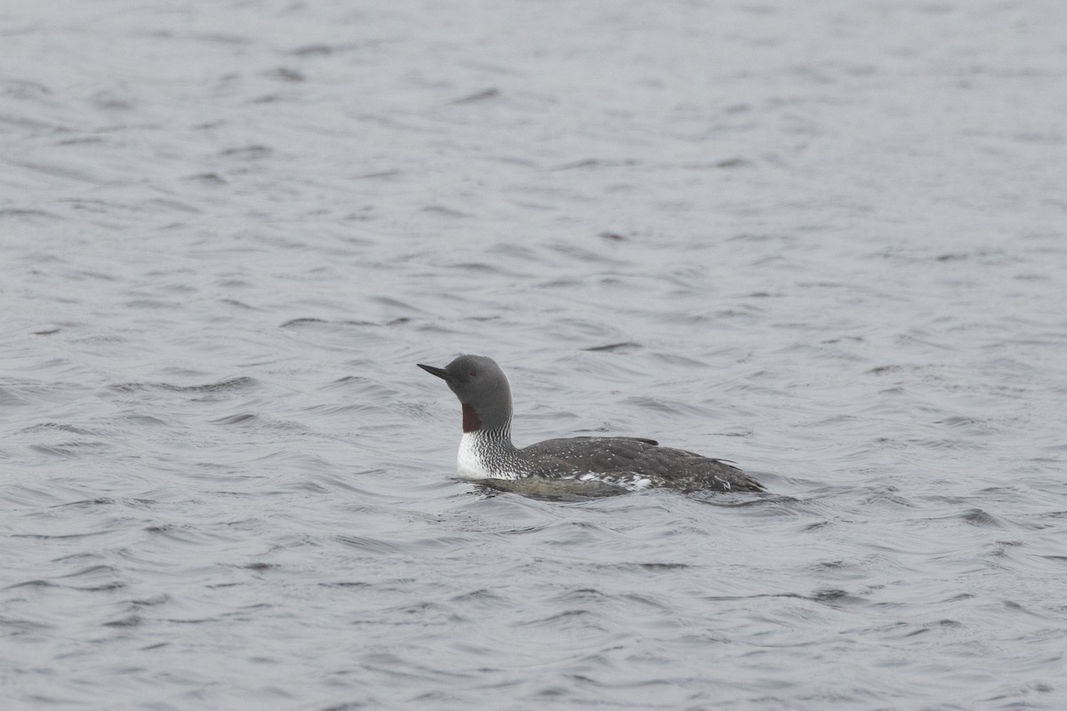 Red-throated Loon - ML617730743