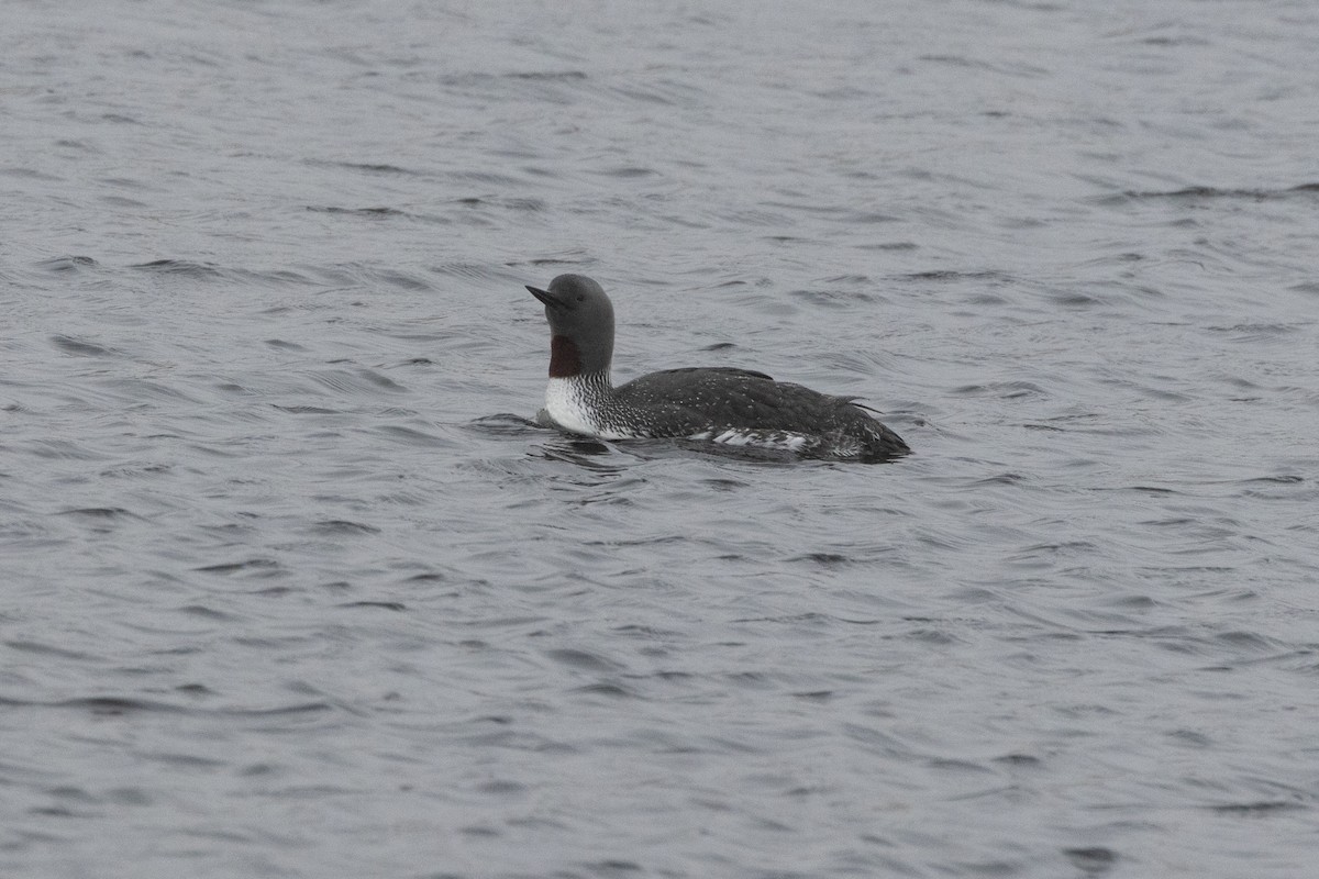 Red-throated Loon - ML617730744