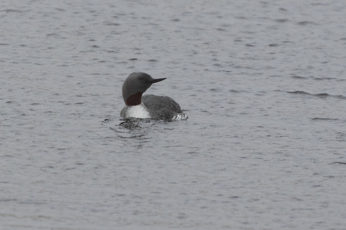 Red-throated Loon - ML617730745