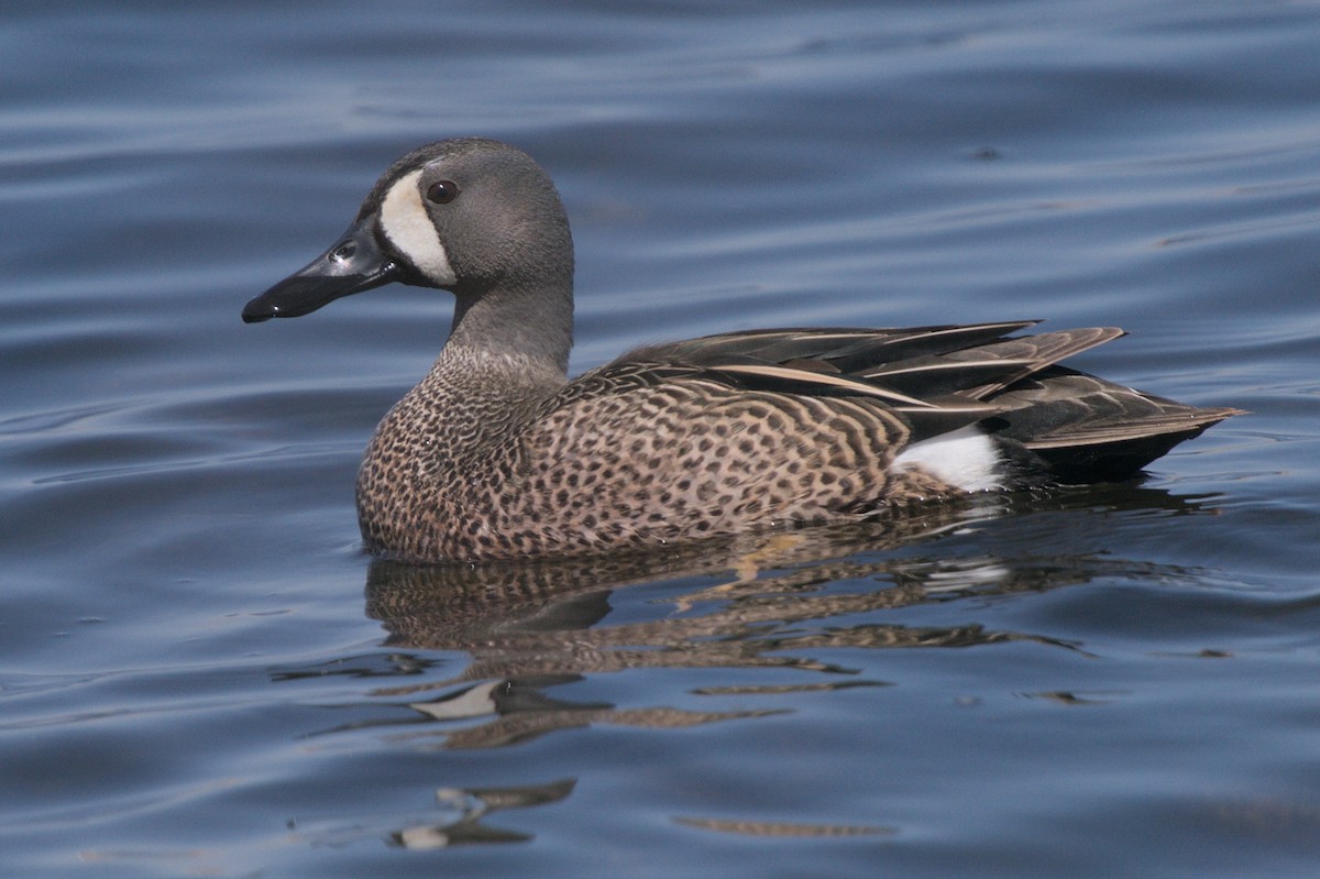 Blue-winged Teal - ML617730780