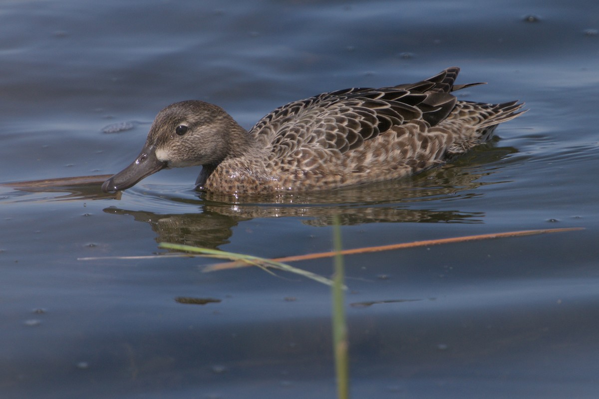 Blue-winged Teal - ML617730781