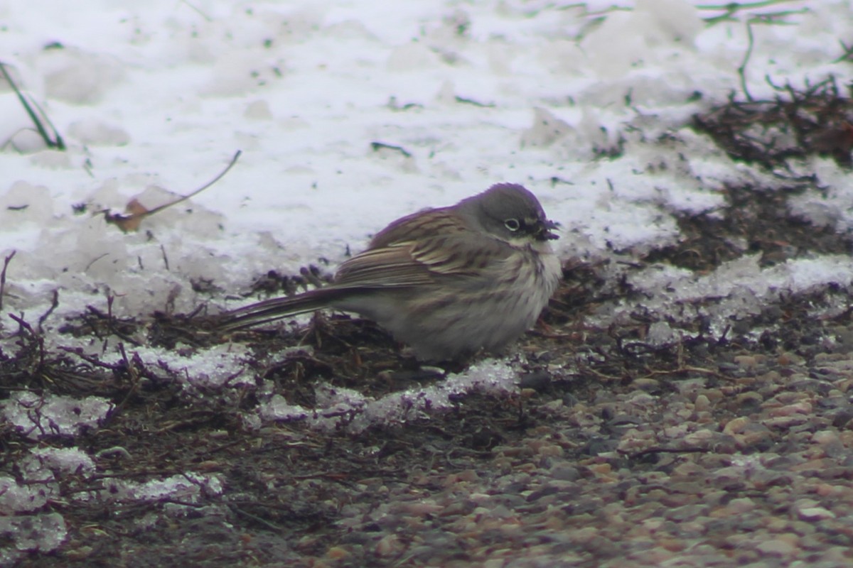 Sagebrush Sparrow - ML617730784