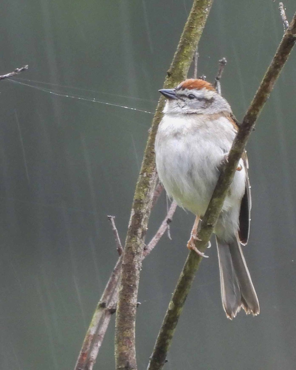 Chipping Sparrow - ML617730804