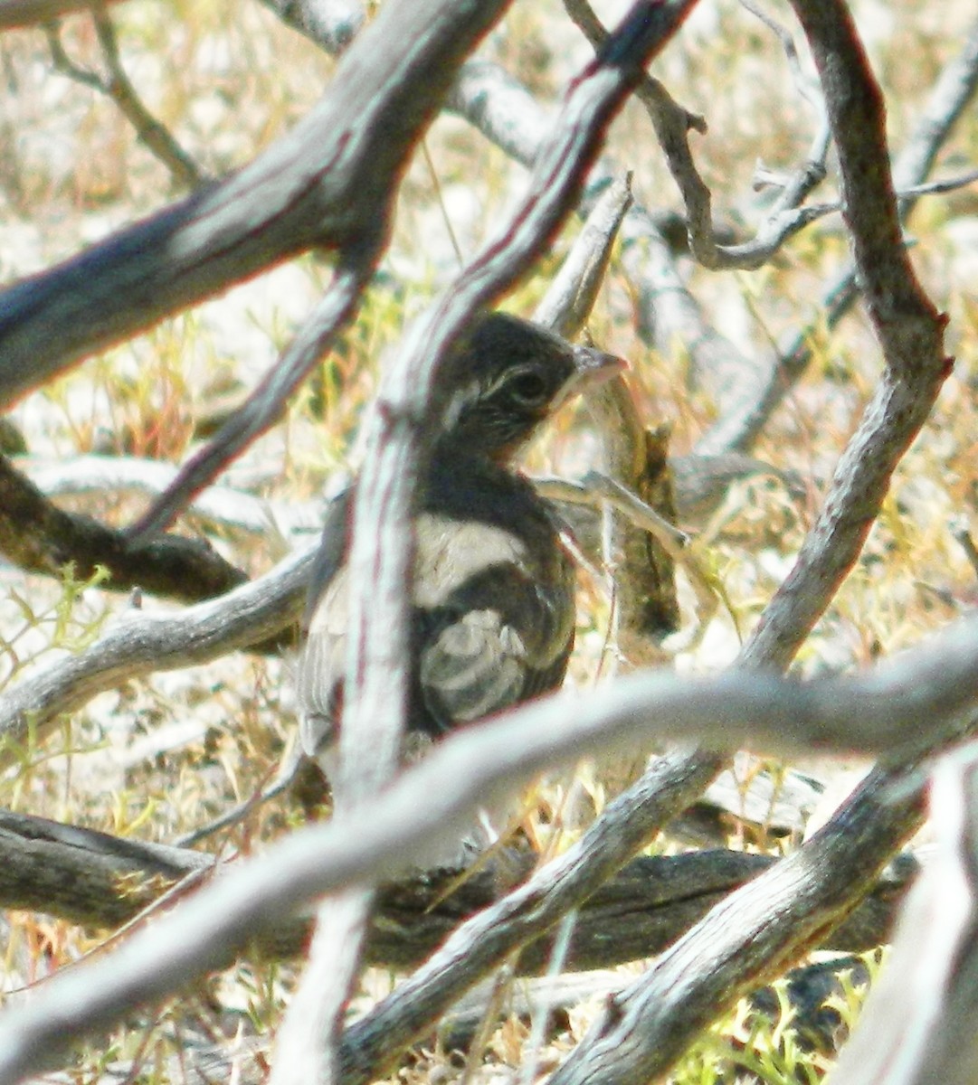 Black-throated Sparrow - ML617730821