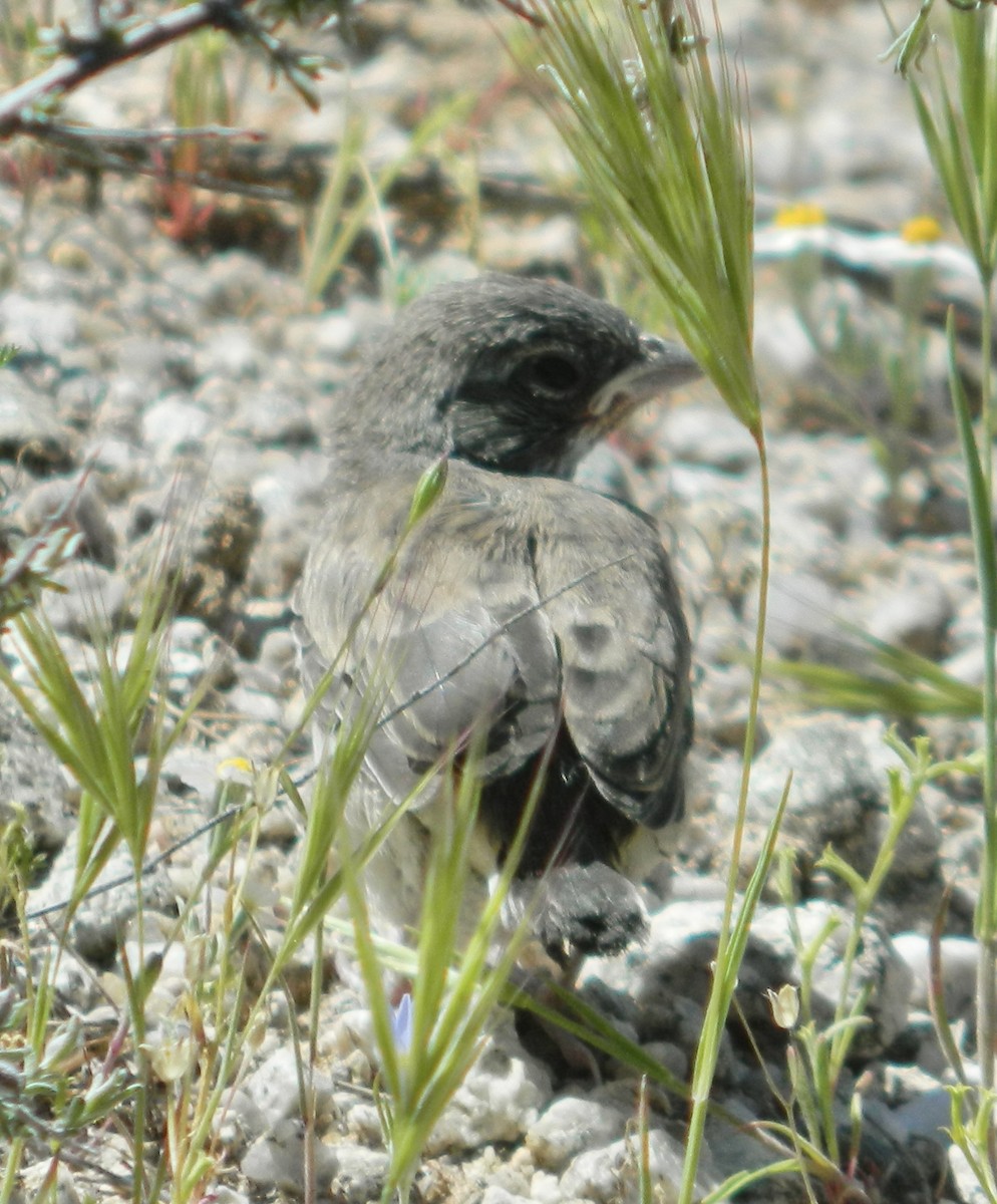 Black-throated Sparrow - Eric Hough