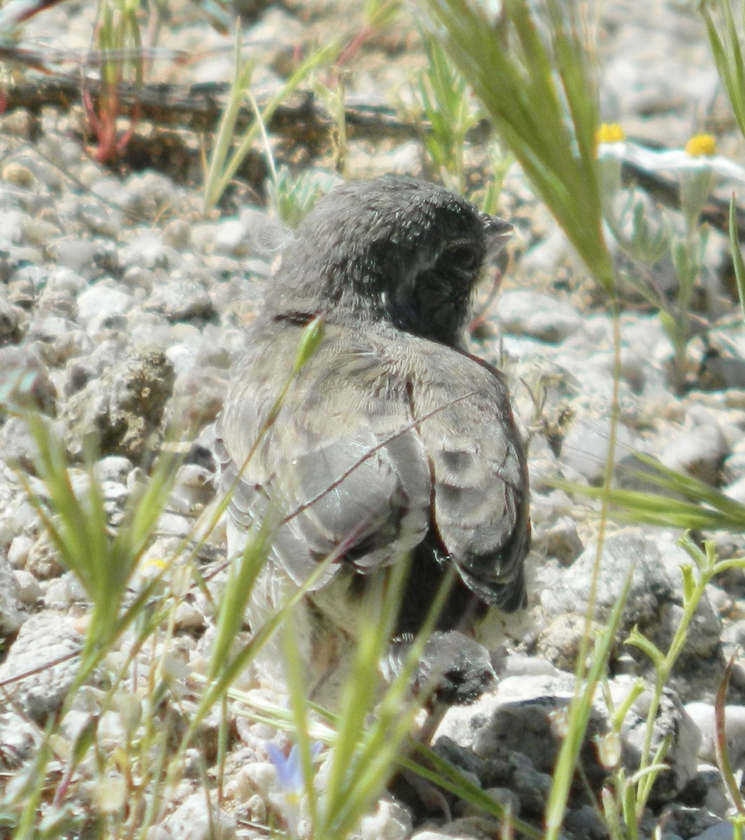 Black-throated Sparrow - ML617730833