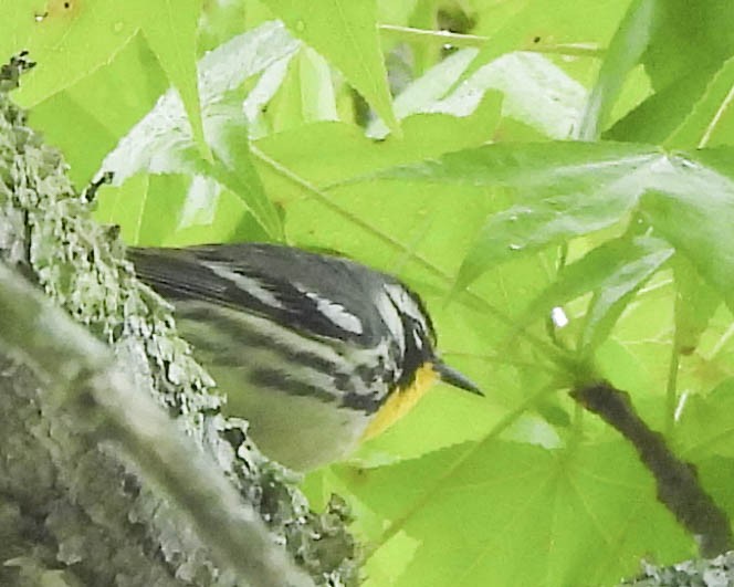 Yellow-throated Warbler - ML617730843