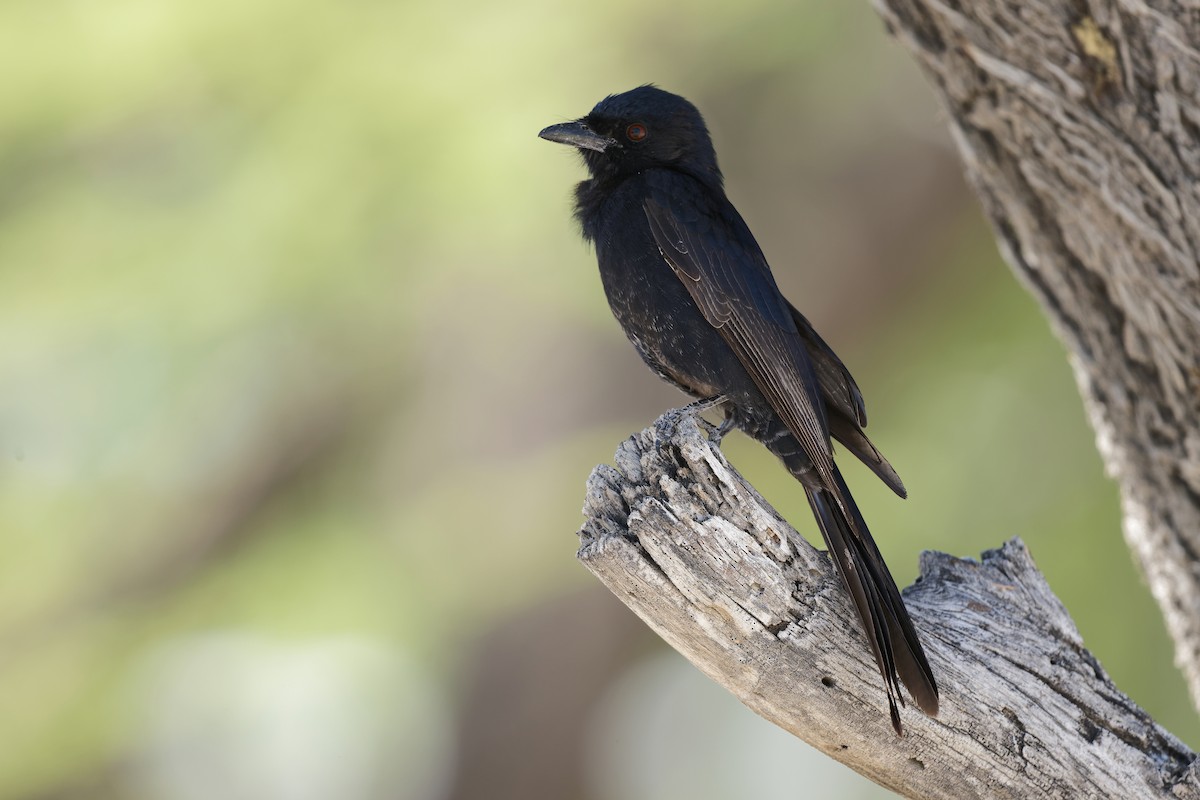 Fork-tailed Drongo - ML617730868