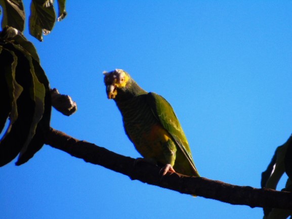 Yellow-faced Parrot - ML617730877