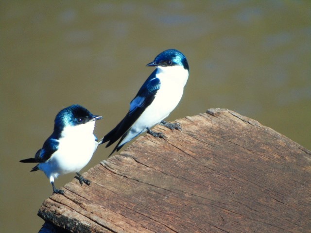 White-winged Swallow - ML617730930