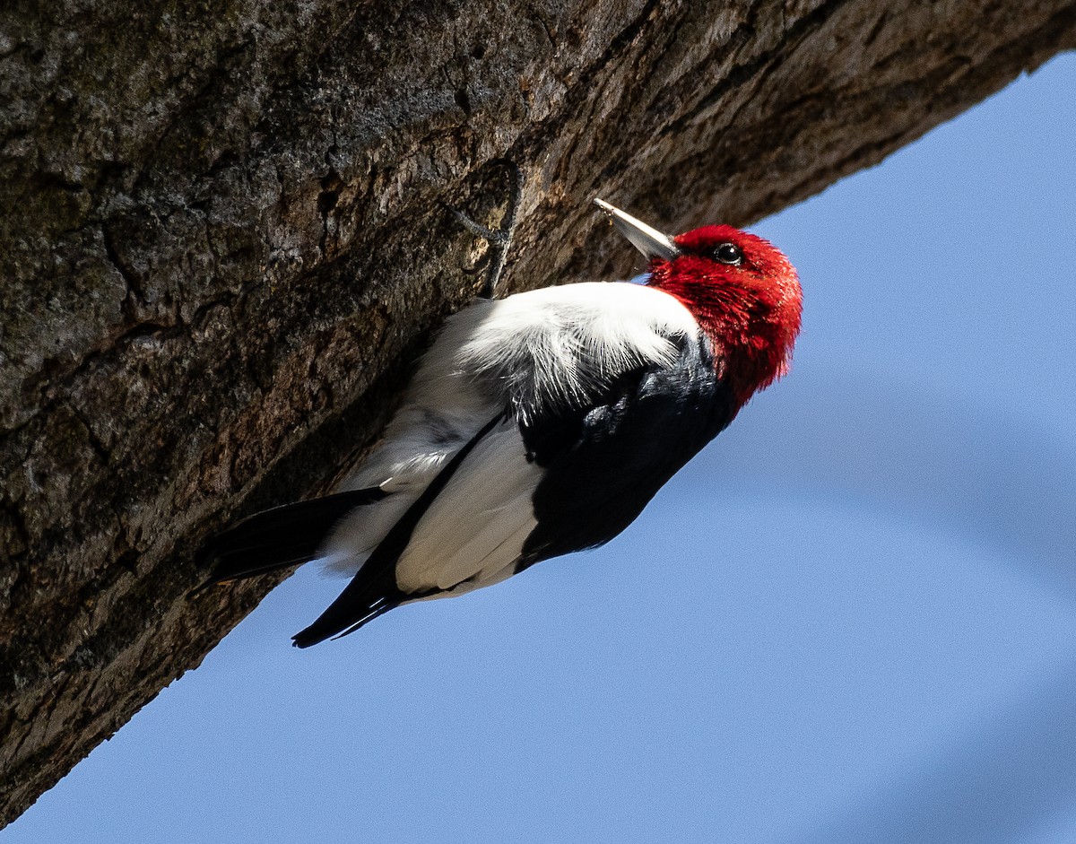 Red-headed Woodpecker - ML617730933
