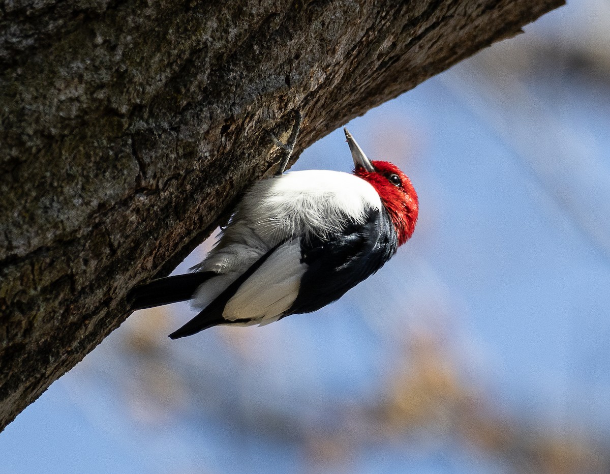 Red-headed Woodpecker - Tom Younkin