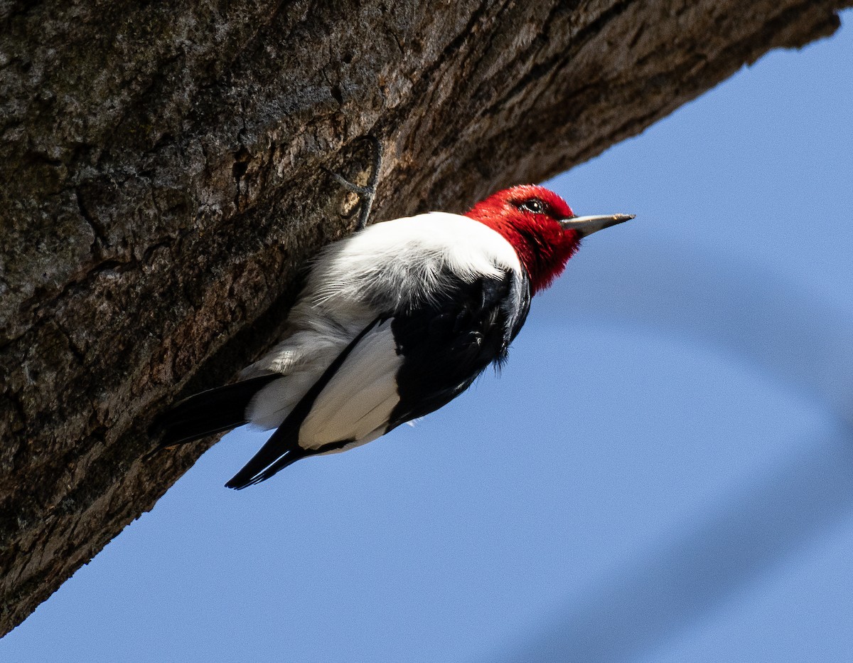 Red-headed Woodpecker - ML617730935