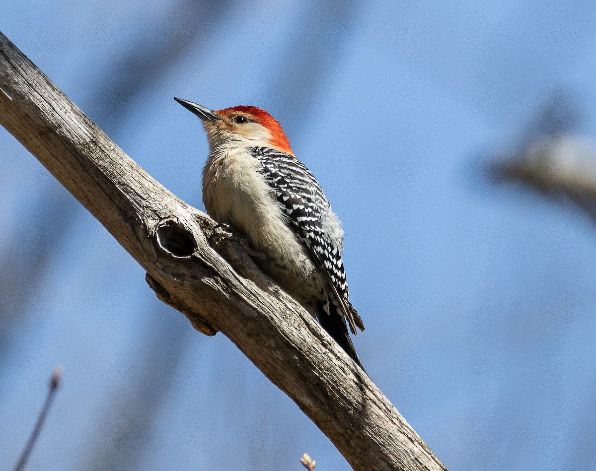 Red-bellied Woodpecker - ML617730946