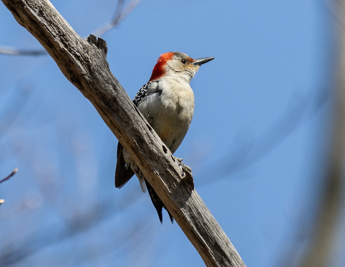 Red-bellied Woodpecker - ML617730947
