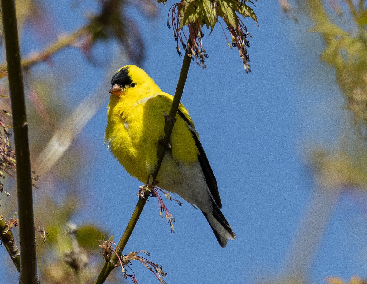 American Goldfinch - Tom Younkin
