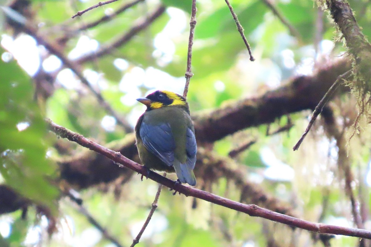Gold-ringed Tanager - ML617730993
