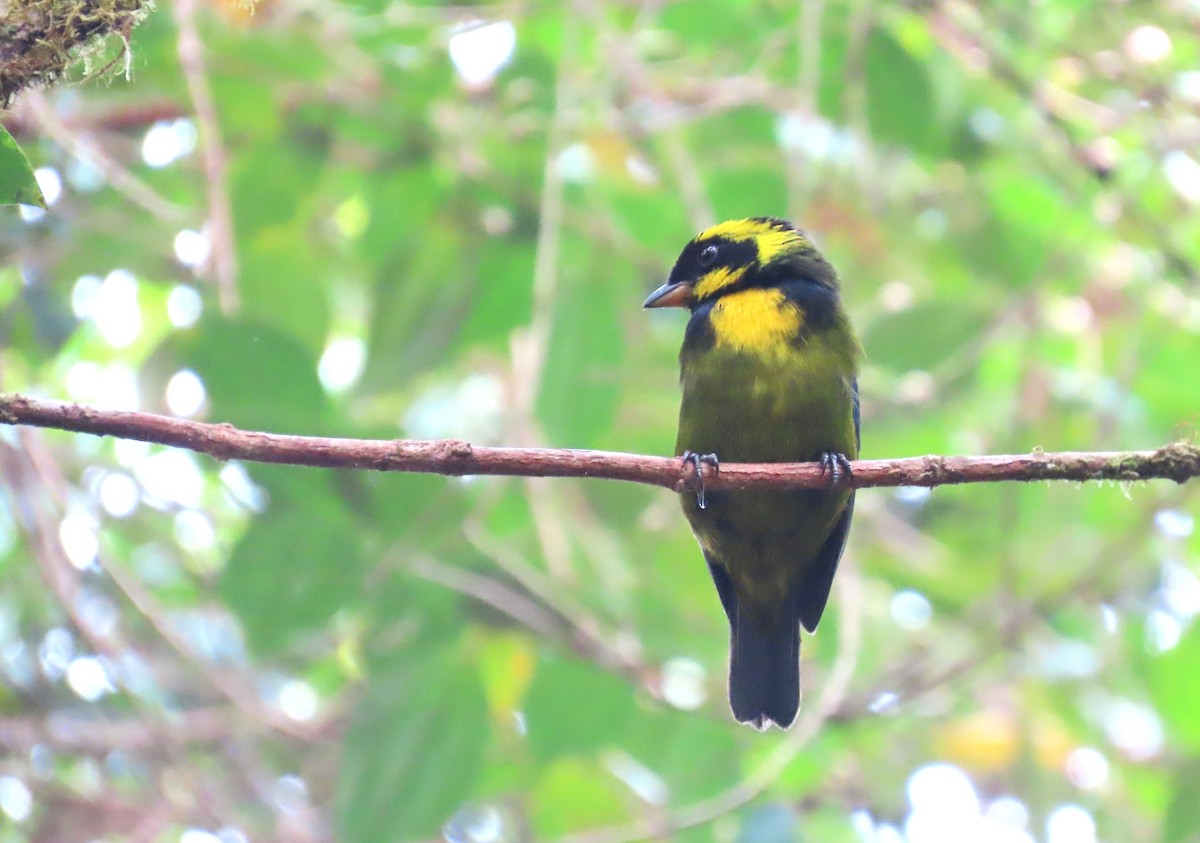 Gold-ringed Tanager - ML617731005