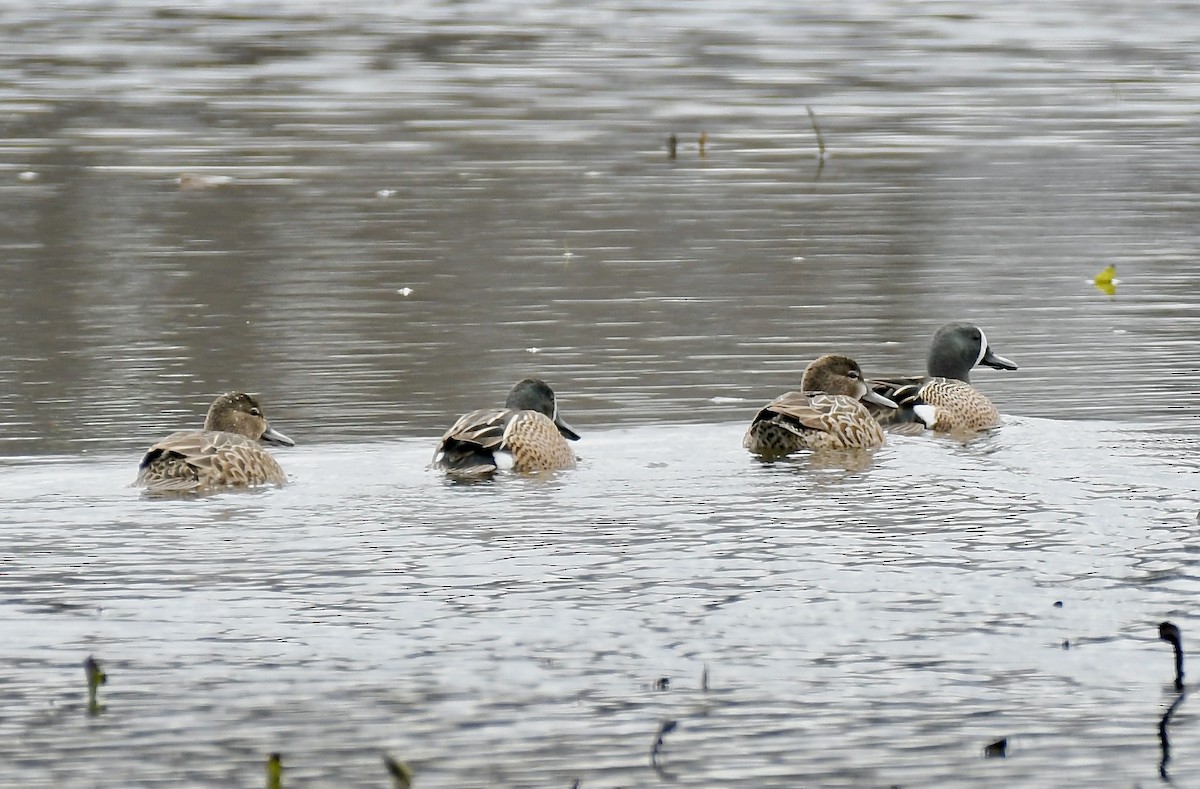 Blue-winged Teal - ML617731102